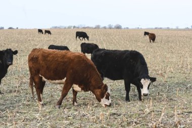 Arjantin kırsalında sığırlar, Pampas, Arjantin