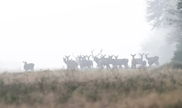 Red Deer Fog Argentina Parque Luro Nature Reserve — Stock Photo, Image