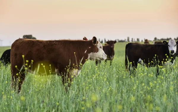 Bovino Campo Argentino Pampa Argentina —  Fotos de Stock