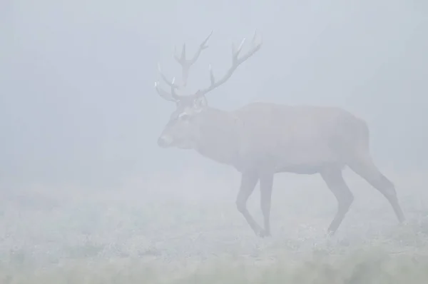 Red Deer Fog Argentina Parque Luro Nature Reserve — Stock Photo, Image