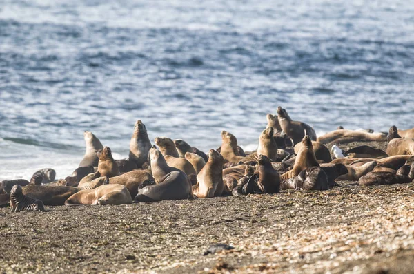 South Sea Lion Otaria Flavescens Peninsula Valdez Chubut Patagonia Argentina — Stock fotografie