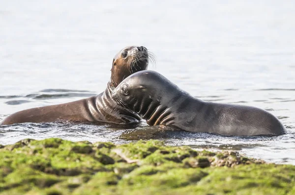 Sea Lions Peninsula Valdes Heritage Site Patagonia — 스톡 사진