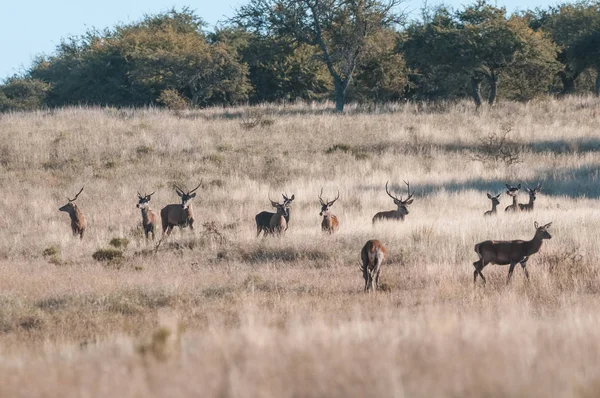 Troupeau Cerfs Rouges Dans Forêt Calden Pampa Argentine — Photo