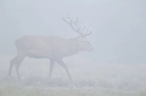 Ciervo Rojo Niebla Argentina Reserva Natural Del Parque Luro — Foto de Stock