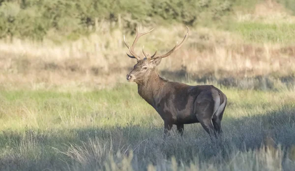 Red Deer Male Rut Pampa Argentina Parque Luro Natu — Stock Photo, Image