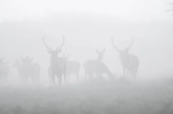 Rothirsch Nebel Argentinien Naturpark Parque Luro — Stockfoto