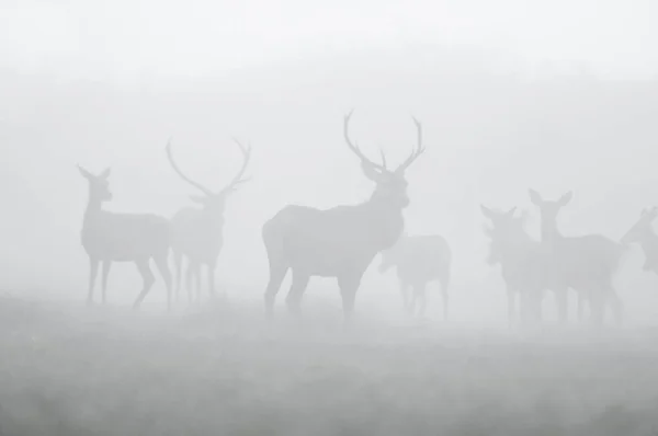 Rothirsch Nebel Argentinien Naturpark Parque Luro — Stockfoto