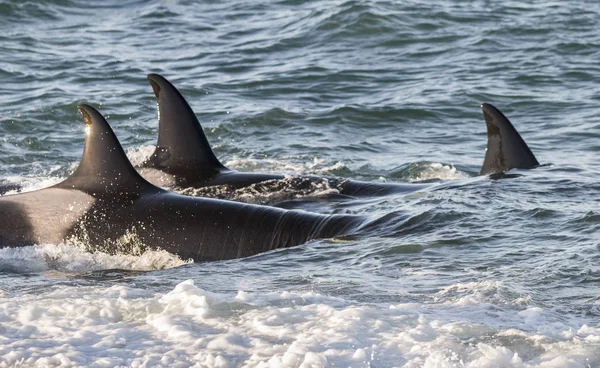 Caza Ballenas Asesinas Costa Patagónica Patagonia — Foto de Stock