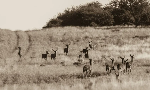 阿根廷La Pampa Calden森林的红鹿群 — 图库照片