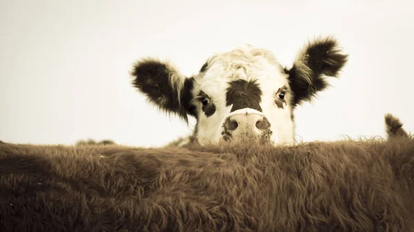 Steers Fed Natural Grass Buenos Aires Province Argentina — Stock Photo, Image