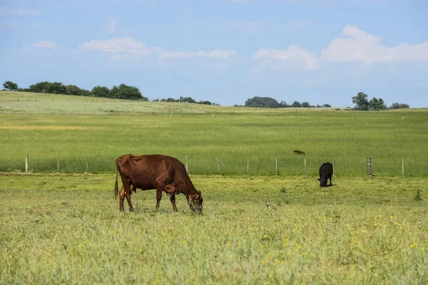 Ganado Campo Argentino Provincia Buenos Aires Argentina —  Fotos de Stock