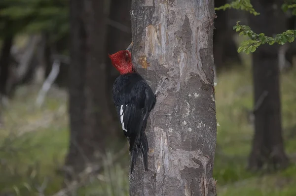 Magellanic Woodpecker Patagonian Forest Environment Los Glac — Stock fotografie
