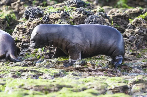 Bambino Leone Marino Valdes Penisola Patrimonio Dell Umanità Patagonia — Foto Stock