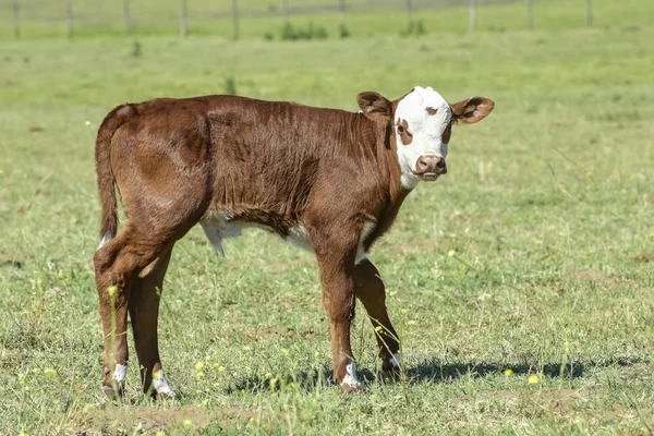 阿根廷布宜诺斯艾利斯省阿根廷农村的牛 — 图库照片