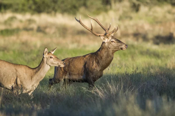 Red Deer Herd Calden Forest Pampa Argentina — Stock Photo, Image