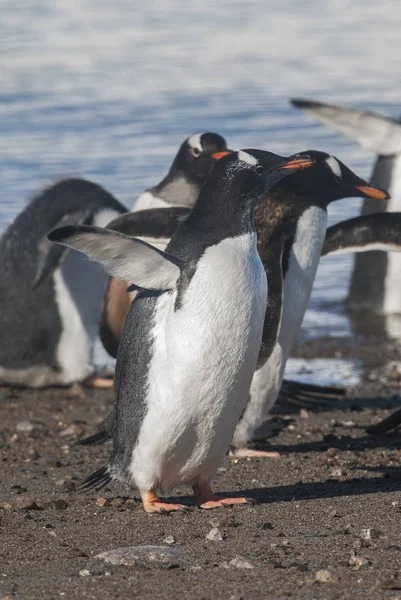 Pinguim Gentoo Uma Praia Antártica Porto Neko Antártica — Fotografia de Stock