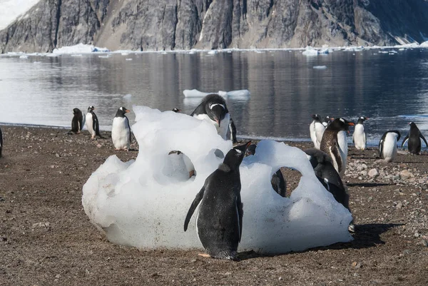 Pinguim Gentoo Uma Praia Antártica Porto Neko Antártica — Fotografia de Stock