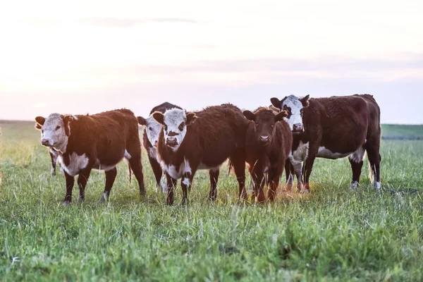 Cattle Argentine Countryside Buenos Aires Province Argentine — Stock Photo, Image