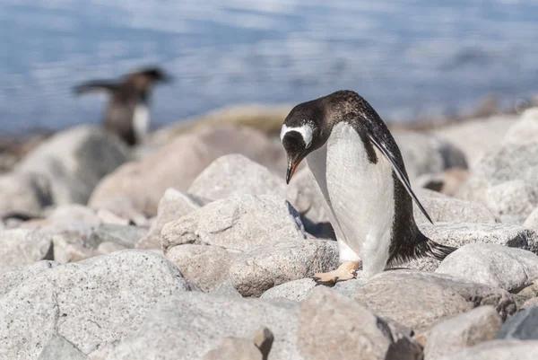 Pingüino Gentoo Una Playa Antártica Puerto Neko Antártida —  Fotos de Stock