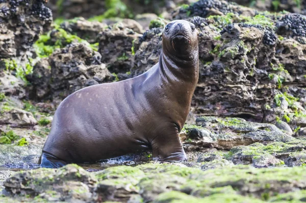 Sea Lion Baby Peninsula Valdes Μνημείο Πολιτιστικής Κληρονομιάς Παταγονία — Φωτογραφία Αρχείου