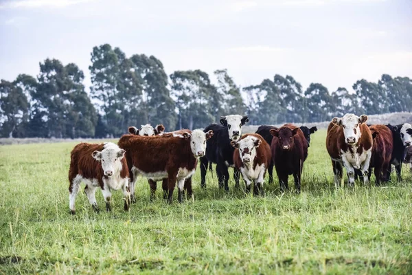 Arjantin Kırsalında Sığırlar Buenos Aires Eyaleti Arjantin — Stok fotoğraf