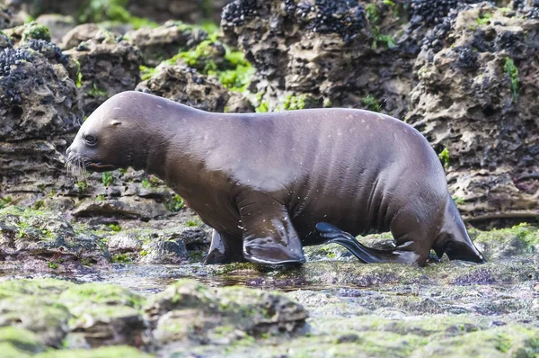 Sea Lion Baby Peninsula Valdes Heritage Site Patagonia — Stock Photo, Image