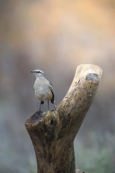 White Banded Mockingbird Calden Forest —  Fotos de Stock