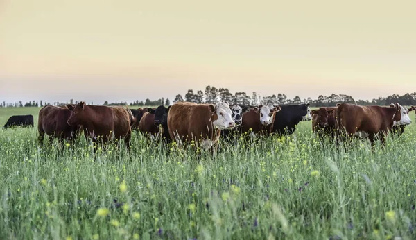 Rinder Auf Dem Land Provinz Buenos Aires Argentinien — Stockfoto