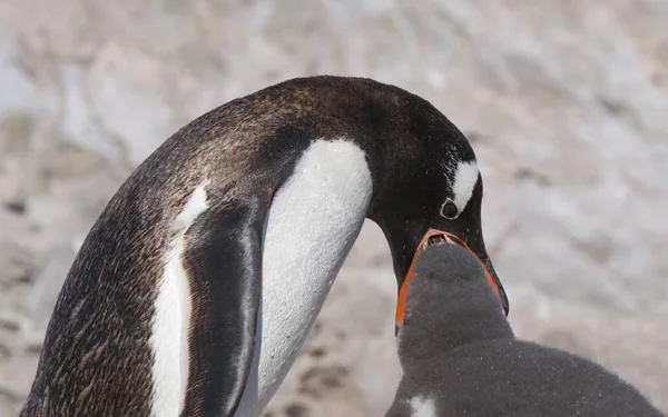 Gentoo Penguins Plage Antarctique Port Neko Xotica — Photo