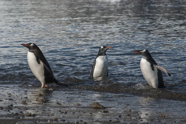 Gentoo Penguins Antarctic Beach Neko Harbour Antartica — стокове фото