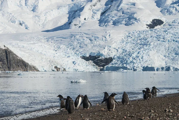 Pingüinos Gentoo Playa Antártica Puerto Neko Antártida — Foto de Stock