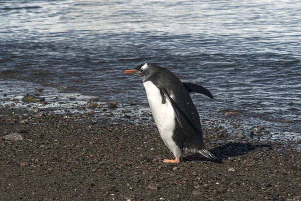 Gentoo Penguins Antarctic Beach Neko Harbour Antartica — Stock Photo, Image