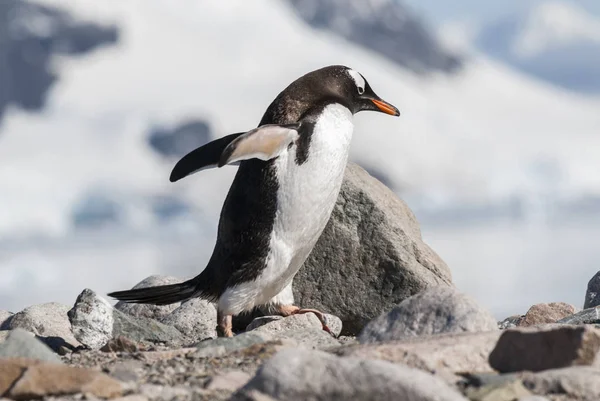 Pinguins Gentoo Praia Antártica Porto Neko Antártica — Fotografia de Stock