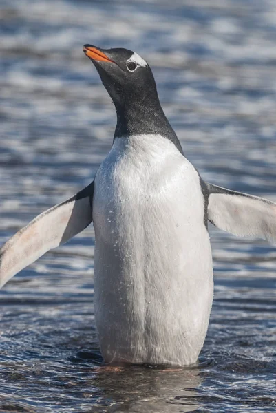 南極ビーチ 南極の幻灯ペンギン — ストック写真