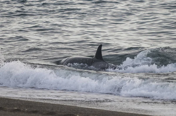 Orca Cazando Leones Marinos Costa Paragónica Patagonia —  Fotos de Stock