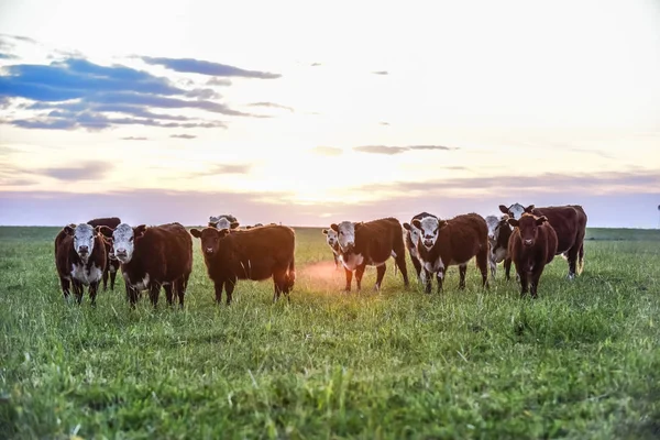 Ganado Campo Argentino Provincia Buenos Aires Argentina —  Fotos de Stock