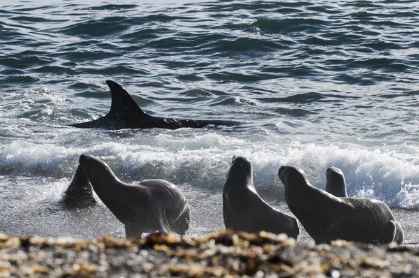 Orca Caça Leões Marinhos Costa Patagônica Patagônia — Fotografia de Stock