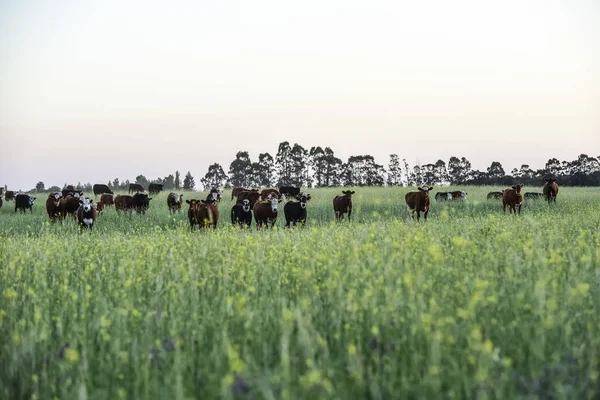 Ganado Campo Argentino Provincia Buenos Aires Argentina —  Fotos de Stock