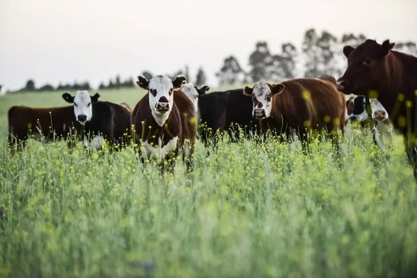 Ganado Campo Argentino Provincia Buenos Aires Argentina —  Fotos de Stock