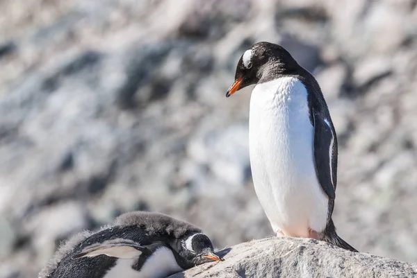 Pinguins Gentoo Praia Antártica Porto Neko Antártica — Fotografia de Stock