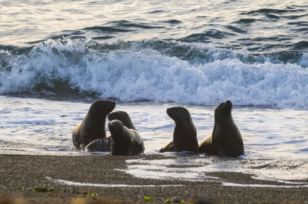 Leones Del Mar Valdés Península Patrimonio Humanidad Patagonia — Foto de Stock