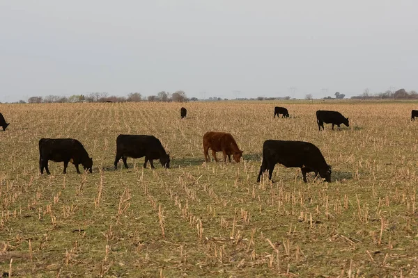 Ganado Campo Argentino Provincia Buenos Aires Argentina —  Fotos de Stock