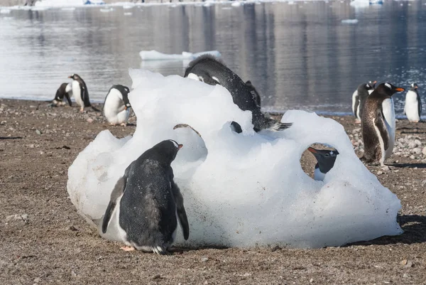 Gentoo Penguins Antarctic Beach Neko Harbour Antartica — стокове фото