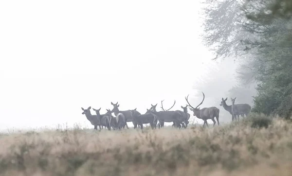 Red Deer Fog Argentina Parque Luro Nature Reserve — Stock Photo, Image