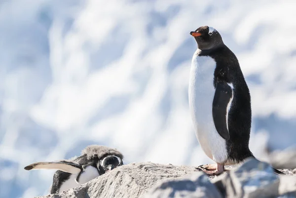 Gentoo Penguins Vid Antarktisk Strand Neko Hamn Antarktis — Stockfoto