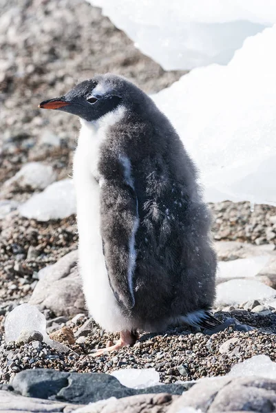 Pinguins Gentoo Praia Antártica Porto Neko Antártica — Fotografia de Stock