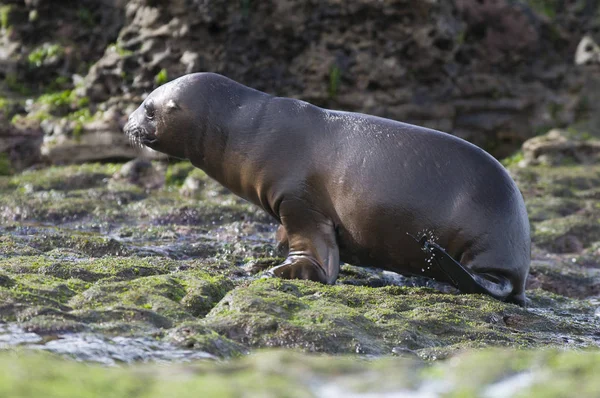 León Marino Bebé Valdés Península Patrimonio Humanidad Patagonia — Foto de Stock