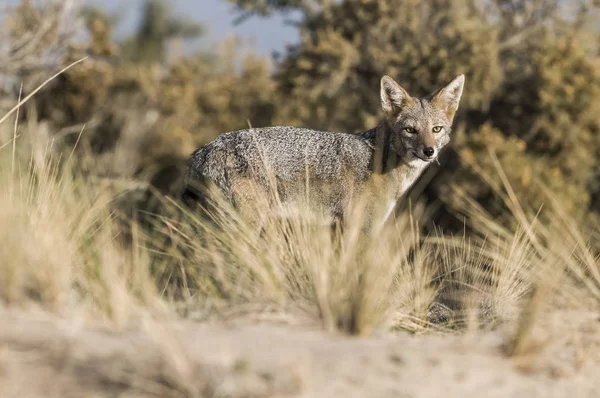 Pampas Grey Fox Pampa Patagonia Argentina — 图库照片