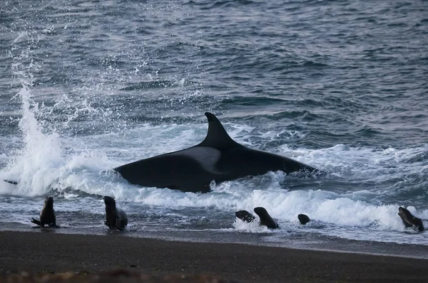 Orca Caça Leões Marinhos Costa Patagônica Patagônia — Fotografia de Stock