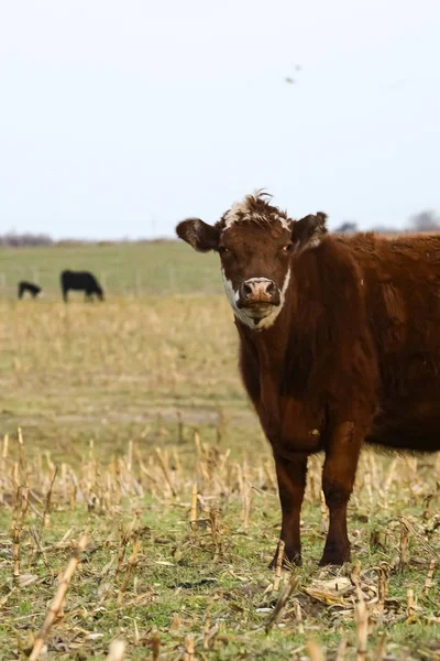 Bydło Argentynie Pampas Argentyna — Zdjęcie stockowe